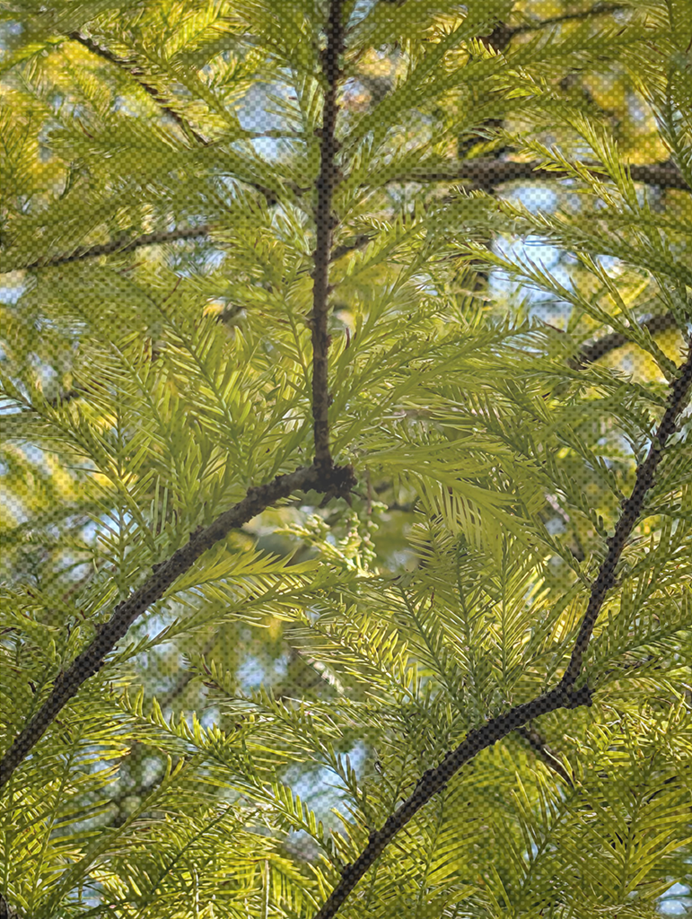 A picture of Bald Cypress leaves